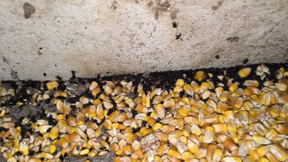 Libérez-vous desInsectes Nuisibles